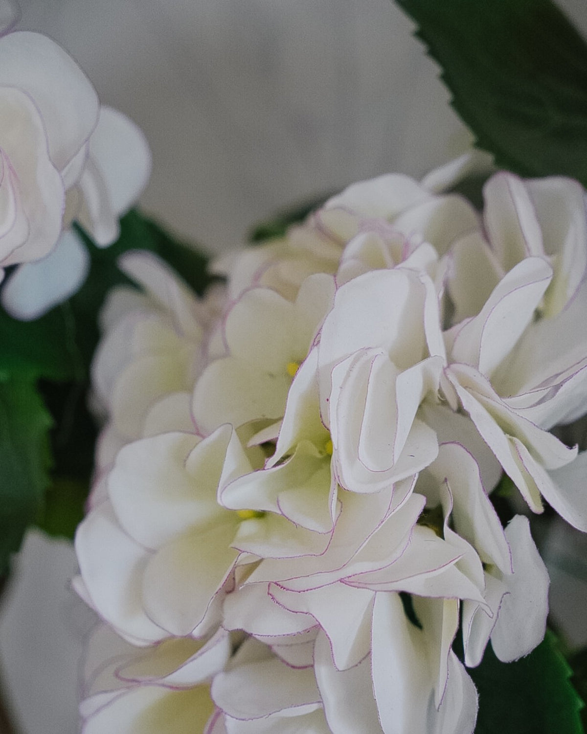 Valko-lilan hortensia-silkkikukan kerrokselliset terälehdet sivulta