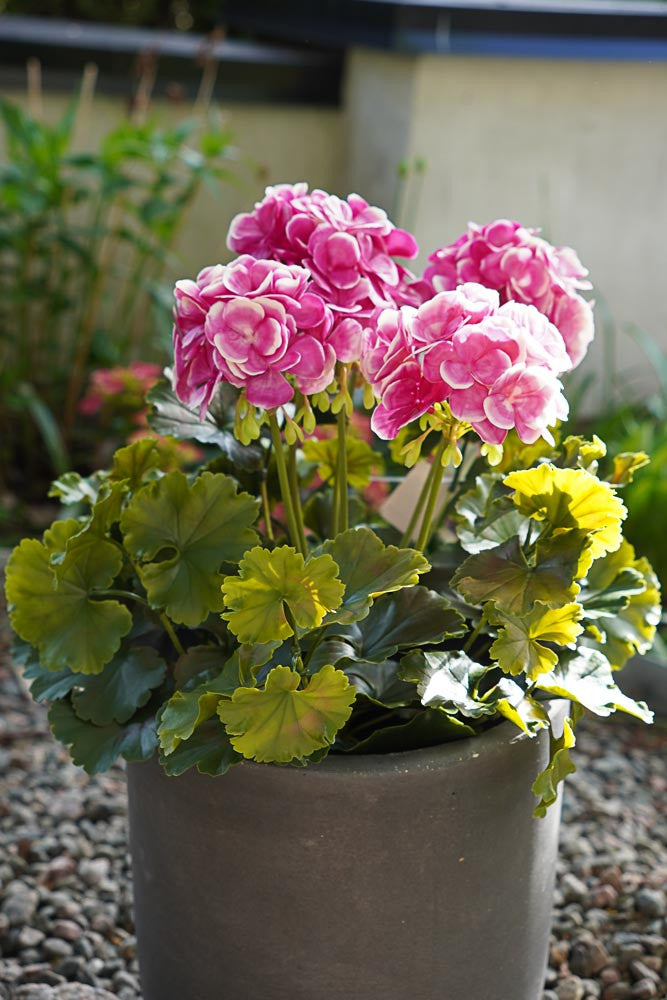 UV-suojattu pinkki tai luonnonvaalea pelargonia -silkkikasvi