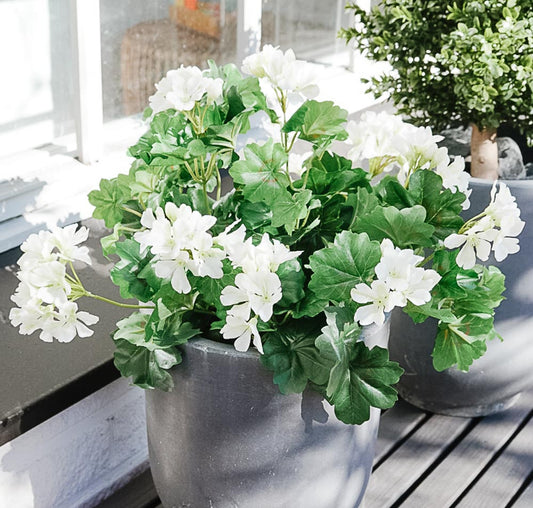 UV-suojattu valkoinen pelargonia – silkkikasvi