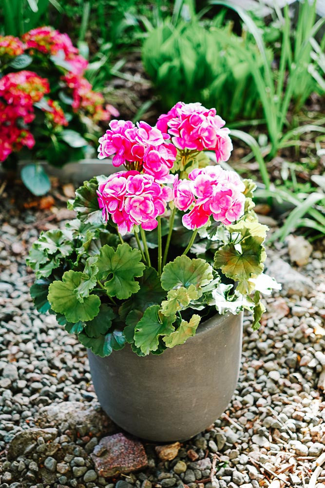 UV-suojattu pinkki tai luonnonvaalea pelargonia -silkkikasvi