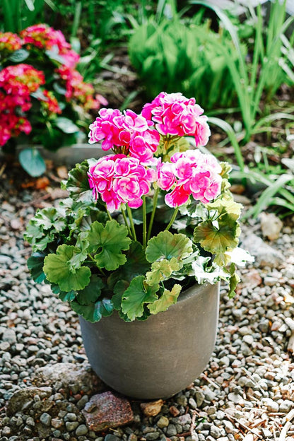 UV-suojattu pinkki tai luonnonvaalea pelargonia -silkkikasvi