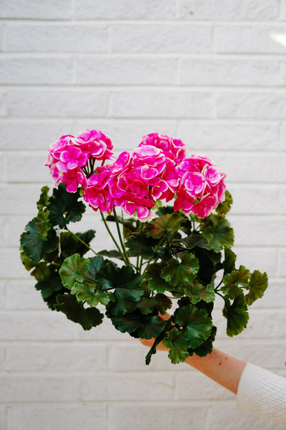 UV-suojattu pinkki tai luonnonvaalea pelargonia -silkkikasvi