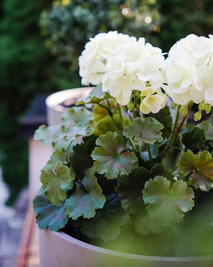 UV-suojattu pinkki tai luonnonvaalea pelargonia -silkkikasvi