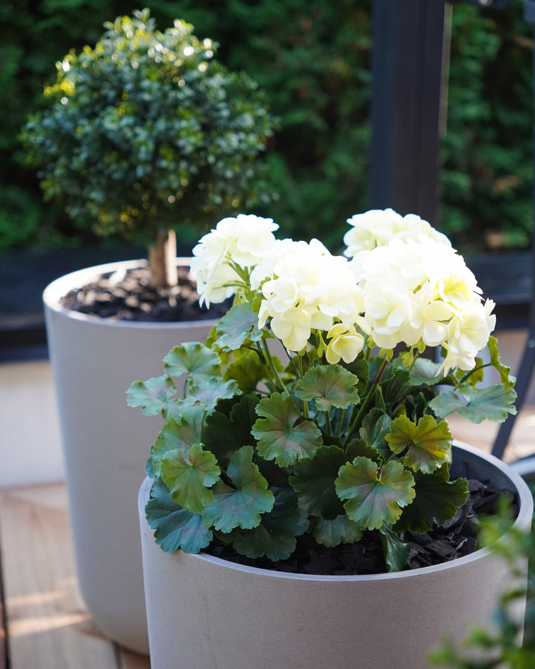 UV-suojattu pinkki tai luonnonvaalea pelargonia -silkkikasvi