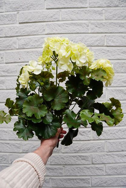 UV-suojattu pinkki tai luonnonvaalea pelargonia -silkkikasvi