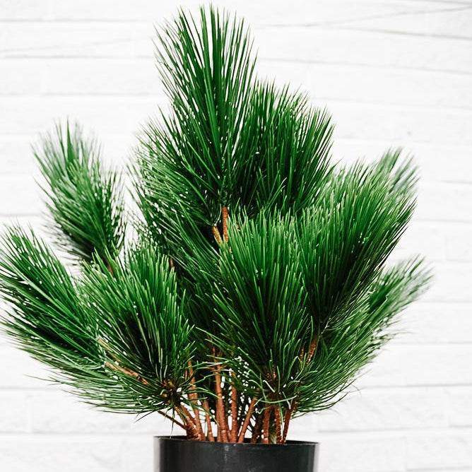 UV-protected silk mountain pine