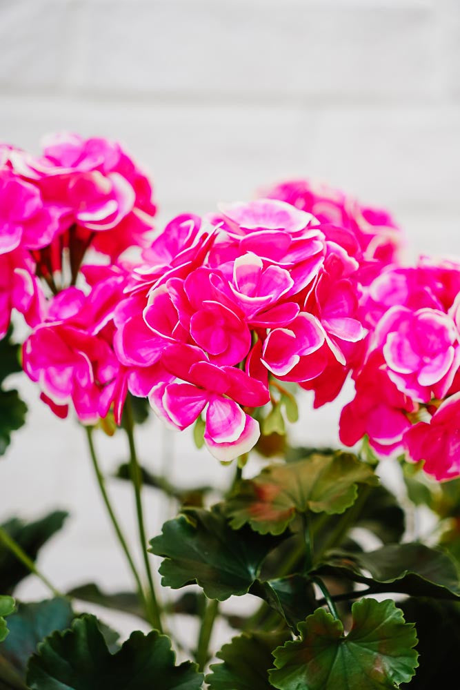 UV-suojattu pinkki tai luonnonvaalea pelargonia -silkkikasvi