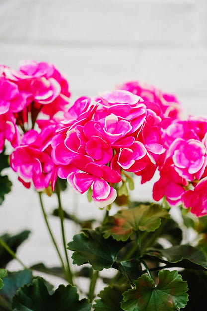 UV-suojattu pinkki tai luonnonvaalea pelargonia -silkkikasvi