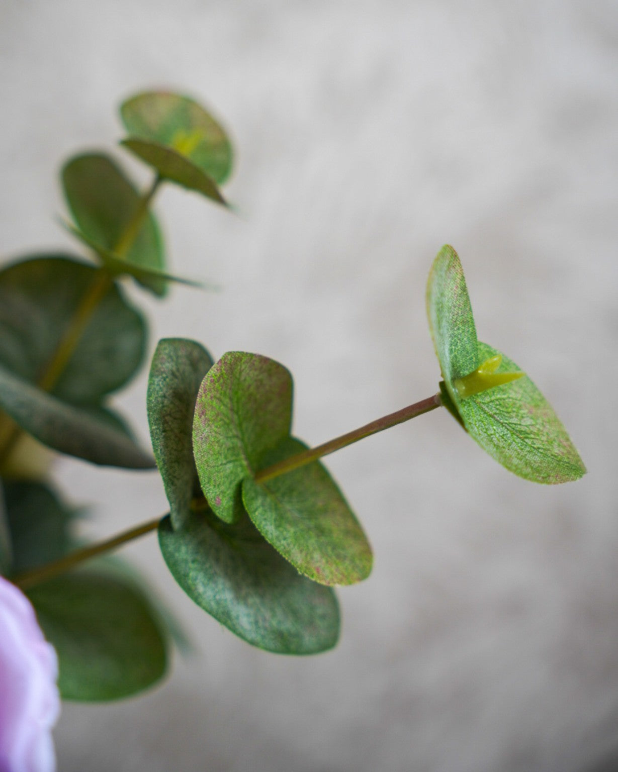 Violet-silkkikimpun eukalyptuksen lehdet lähikuvassa