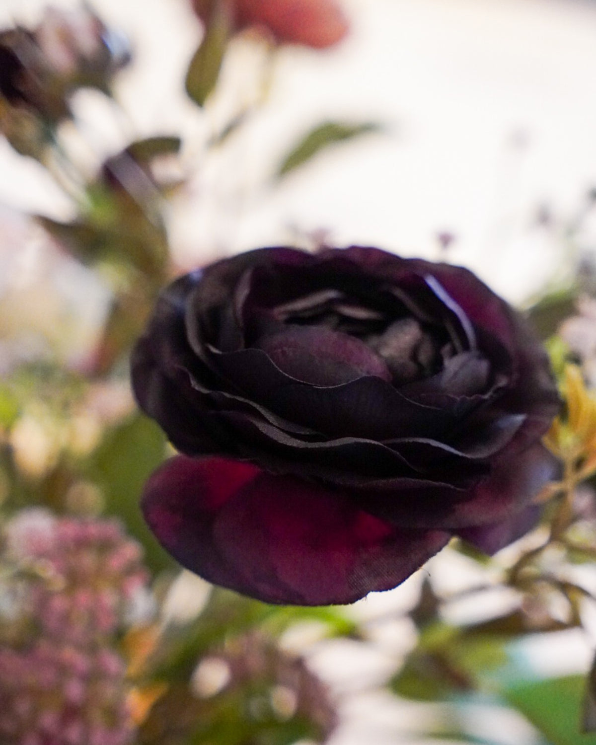 Violetta-kimpun tumma burgundinvärinen silkkikukka lähikuvassa.